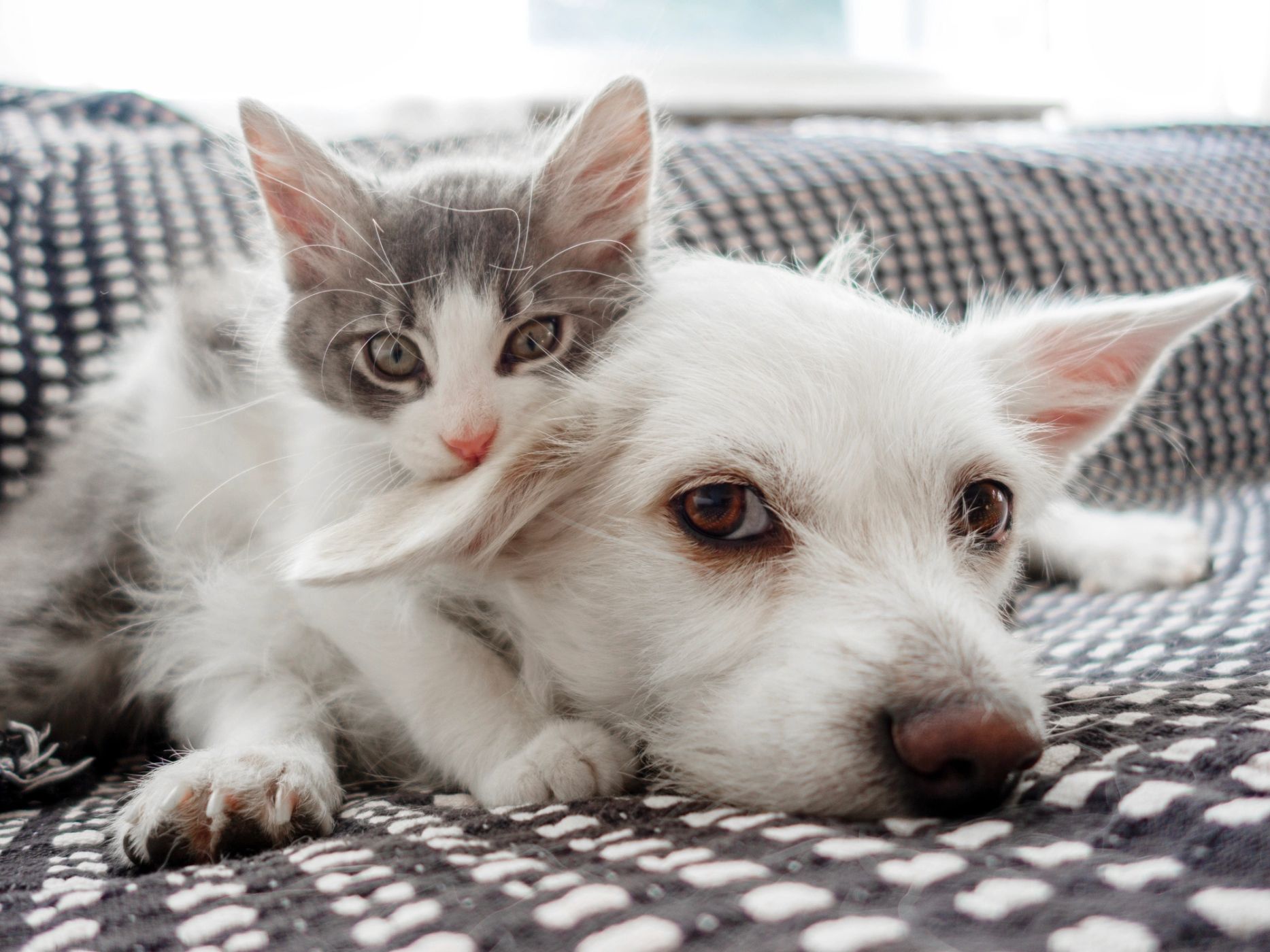 A puppy and kitten cuddling together